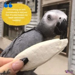 Birds LOVE Cuttlebone Calcium Block Supplement For Birds, Tortoise & Snails, 3.5 To 4-in, 2 Count -Sunny Decor Shop 1021534 PT3. AC SS1800 V1704253514