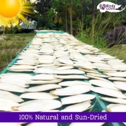 Birds LOVE Cuttlebone Calcium Block Supplement For Birds, Tortoise & Snails, 3.5 To 4-in, 2 Count -Sunny Decor Shop 1021534 PT5. AC SS1800 V1704253514