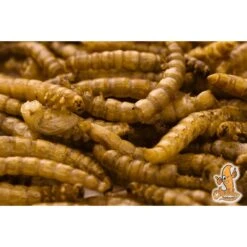 Chubby Mealworms Dried Mealworms 10 Chubby Mealworms Dried Mealworms -Sunny Decor Shop 111381 PT2. AC SS1800 V1486419696