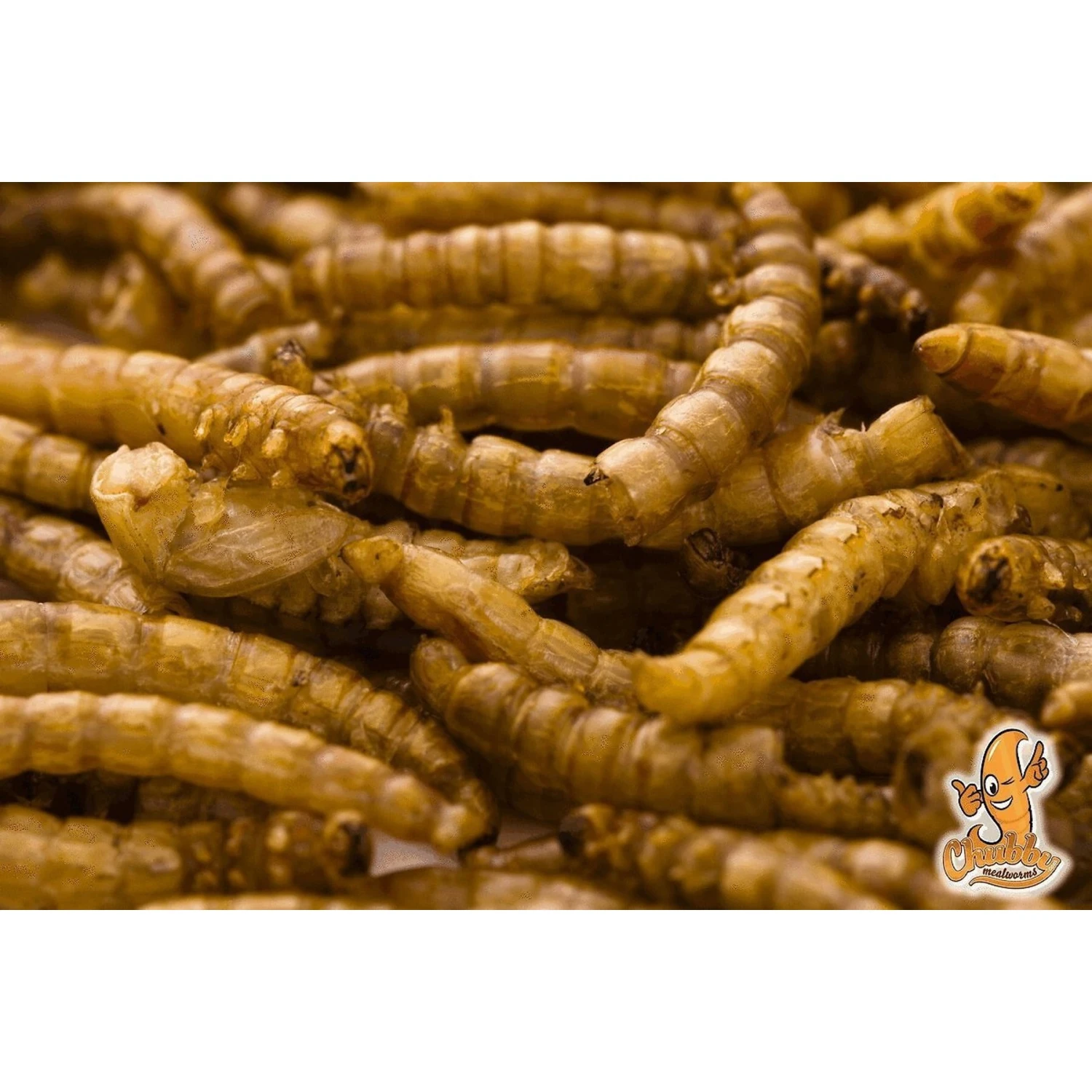 Chubby Mealworms Dried Mealworms 4 Chubby Mealworms Dried Mealworms - Image 3