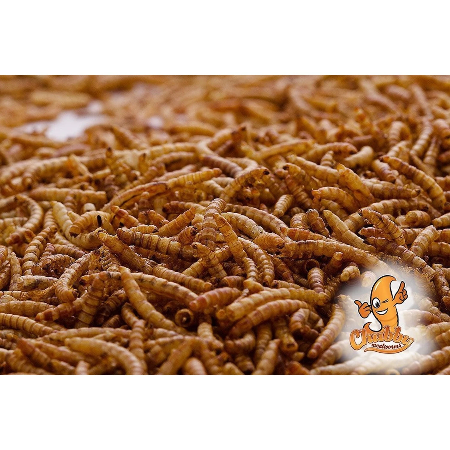 Chubby Mealworms Dried Mealworms 5 Chubby Mealworms Dried Mealworms - Image 4
