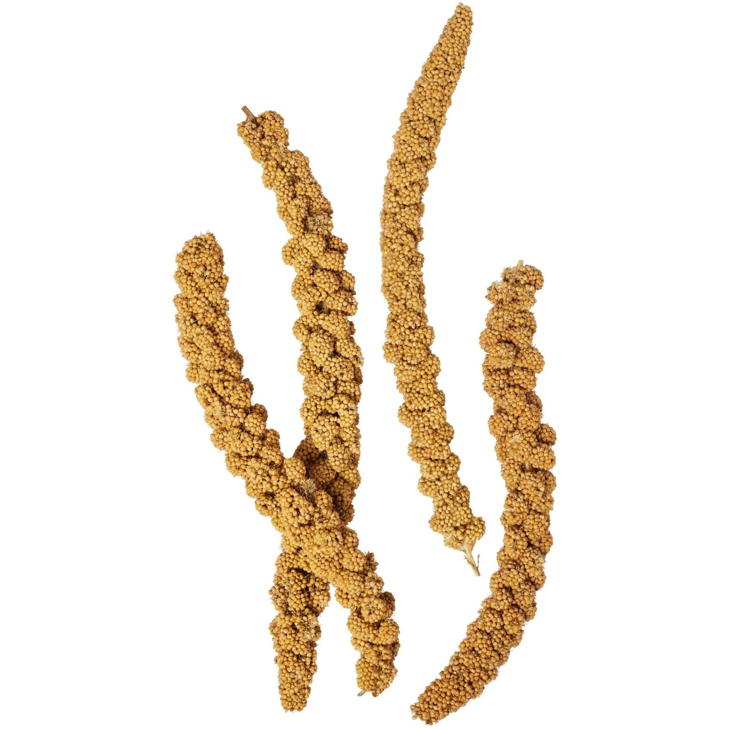 Living World Spray Millet 4 Living World Spray Millet - Image 2