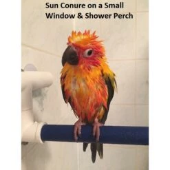 Polly's Pet Products Sandy Window & Shower Bird Perch -Sunny Decor Shop 128599 PT8. AC SS1800 V1600815086