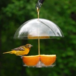 Droll Yankees Seed Saver Domed Bird Feeder, 10-in -Sunny Decor Shop 132430 PT2. AC SS1800 V1500923475