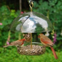 Droll Yankees Seed Saver Domed Bird Feeder, 10-in -Sunny Decor Shop 132430 PT3. AC SS1800 V1500923477