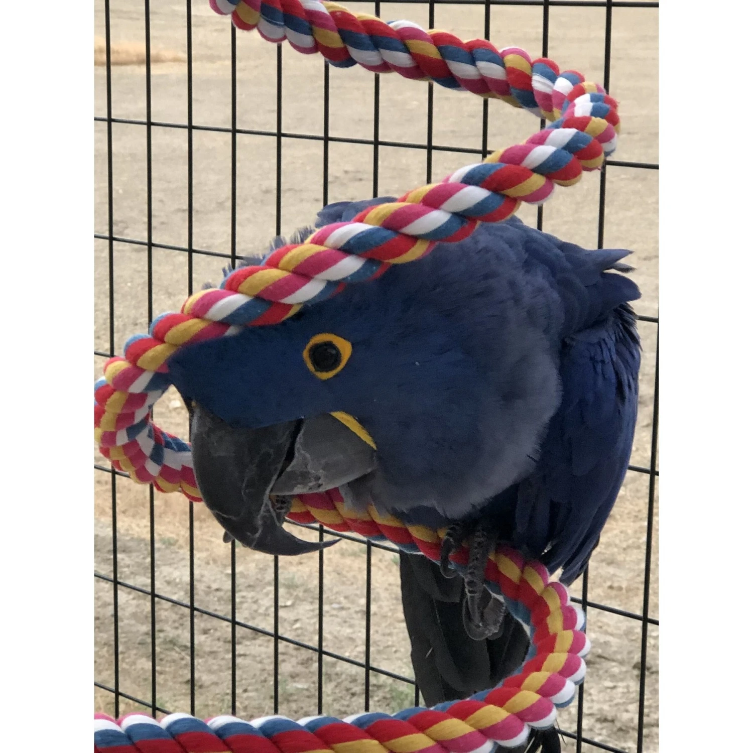 Super Bird Creations Rope Bungee Bird Perch, Color Varies, X-Large 10 Super Bird Creations Rope Bungee Bird Perch, Color Varies, X-Large - Image 8