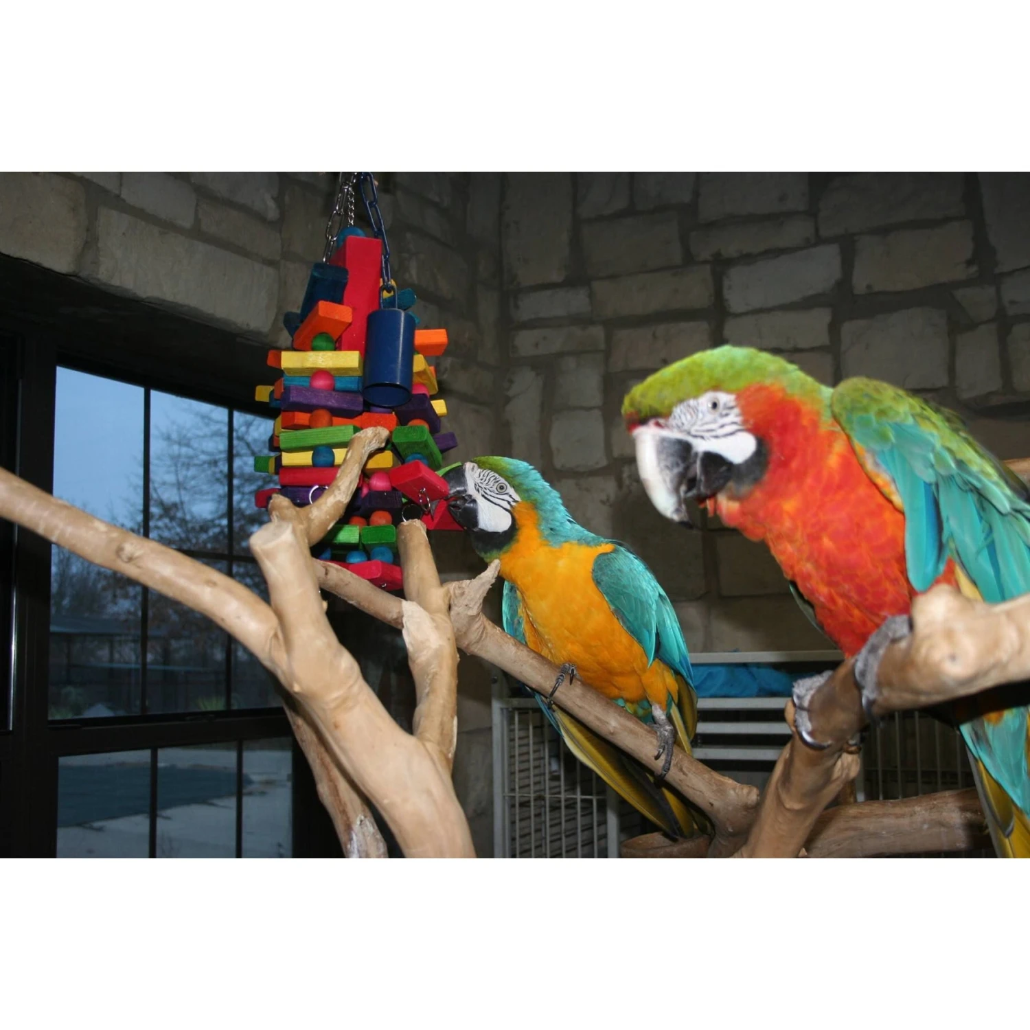 Super Bird Creations Beakasaurus Bird Toy, Large/X-Large 6 Super Bird Creations Beakasaurus Bird Toy, Large/X-Large - Image 4