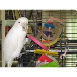 Super Bird Creations Olympic Rings Bird Toy, Large -Sunny Decor Shop 138679 PT3. AC SS1800 V1662689241