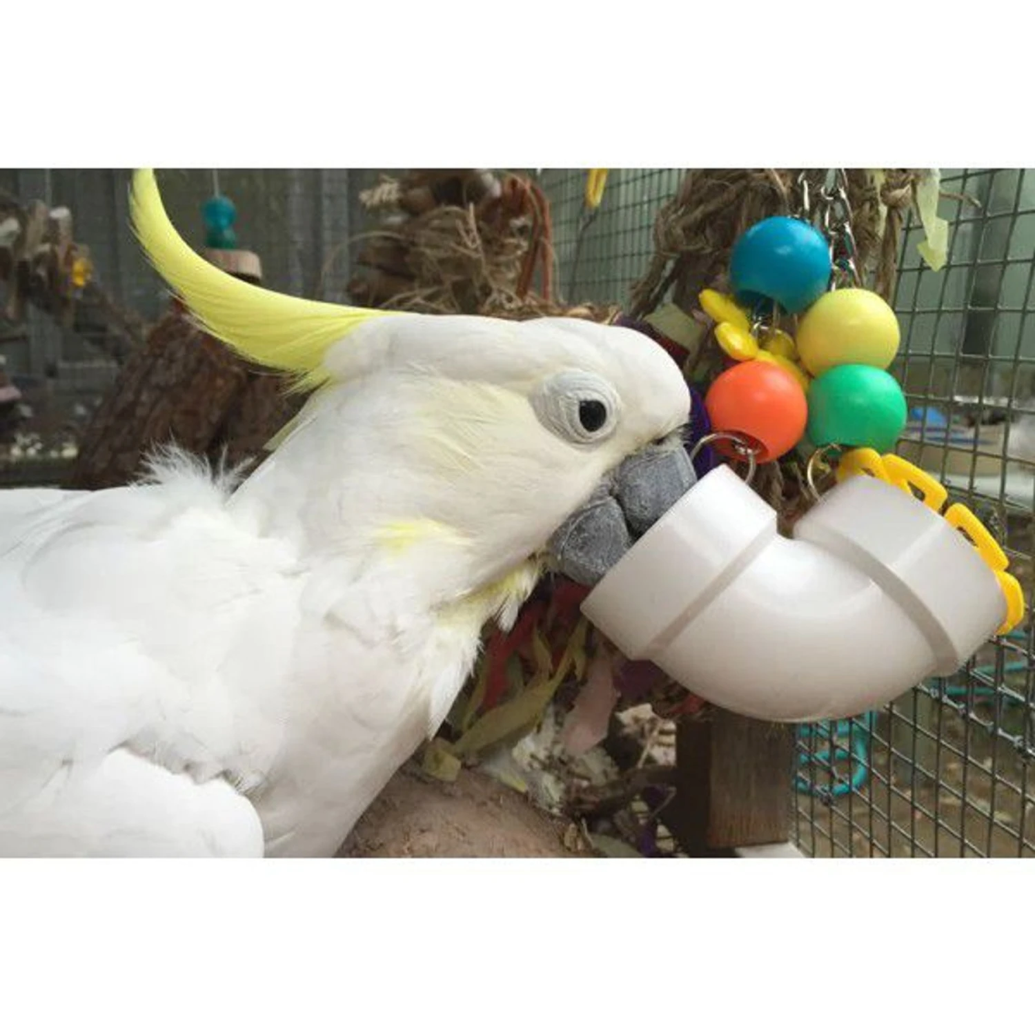 Super Bird Creations PVC Forager Bird Toy, Medium/Large 6 Super Bird Creations PVC Forager Bird Toy, Medium/Large - Image 4