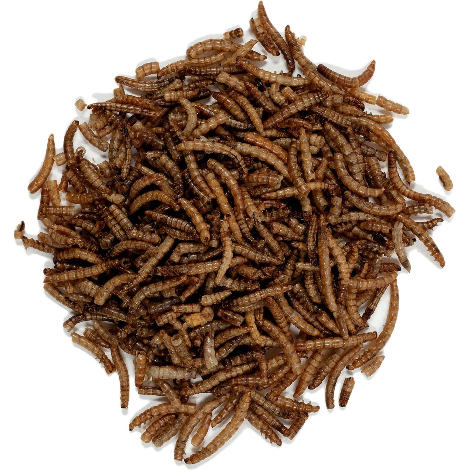 Wagner's Mealworms Wild Bird Food 5 Wagner's Mealworms Wild Bird Food - Image 3