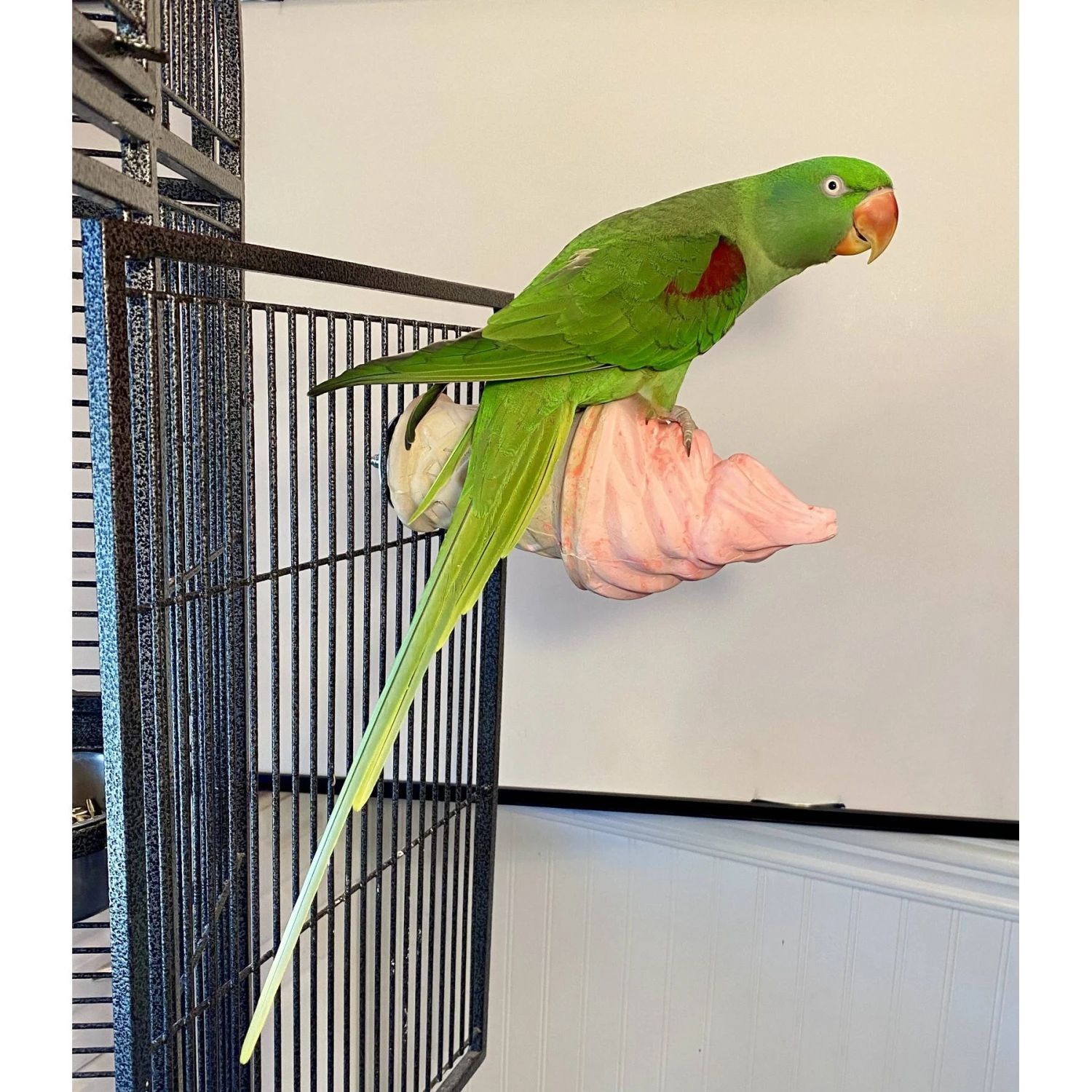 Polly's Pet Products Edible Ice Cream Bird Perch 4 Polly's Pet Products Edible Ice Cream Bird Perch - Image 2