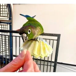 Polly's Pet Products Comfy Clam Flat Bird Perch -Sunny Decor Shop 175282 PT1. AC SS1800 V1671648700