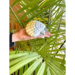 Polly's Pet Products Comfy Clam Flat Bird Perch -Sunny Decor Shop 175282 PT2. AC SS1800 V1667332470