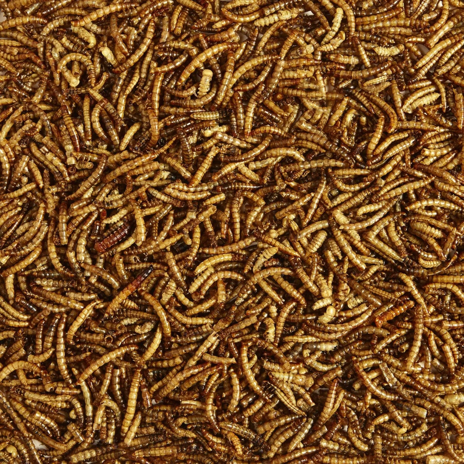 Kaytee Dried Mealworms Wild Bird & Chicken Treat 4 Kaytee Dried Mealworms Wild Bird & Chicken Treat - Image 2