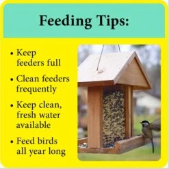 Wild Delight Better Blend Songbird Wild Bird Food 18 Wild Delight Better Blend Songbird Wild Bird Food -Sunny Decor Shop 186008 PT7. AC SS1800 V1651535198