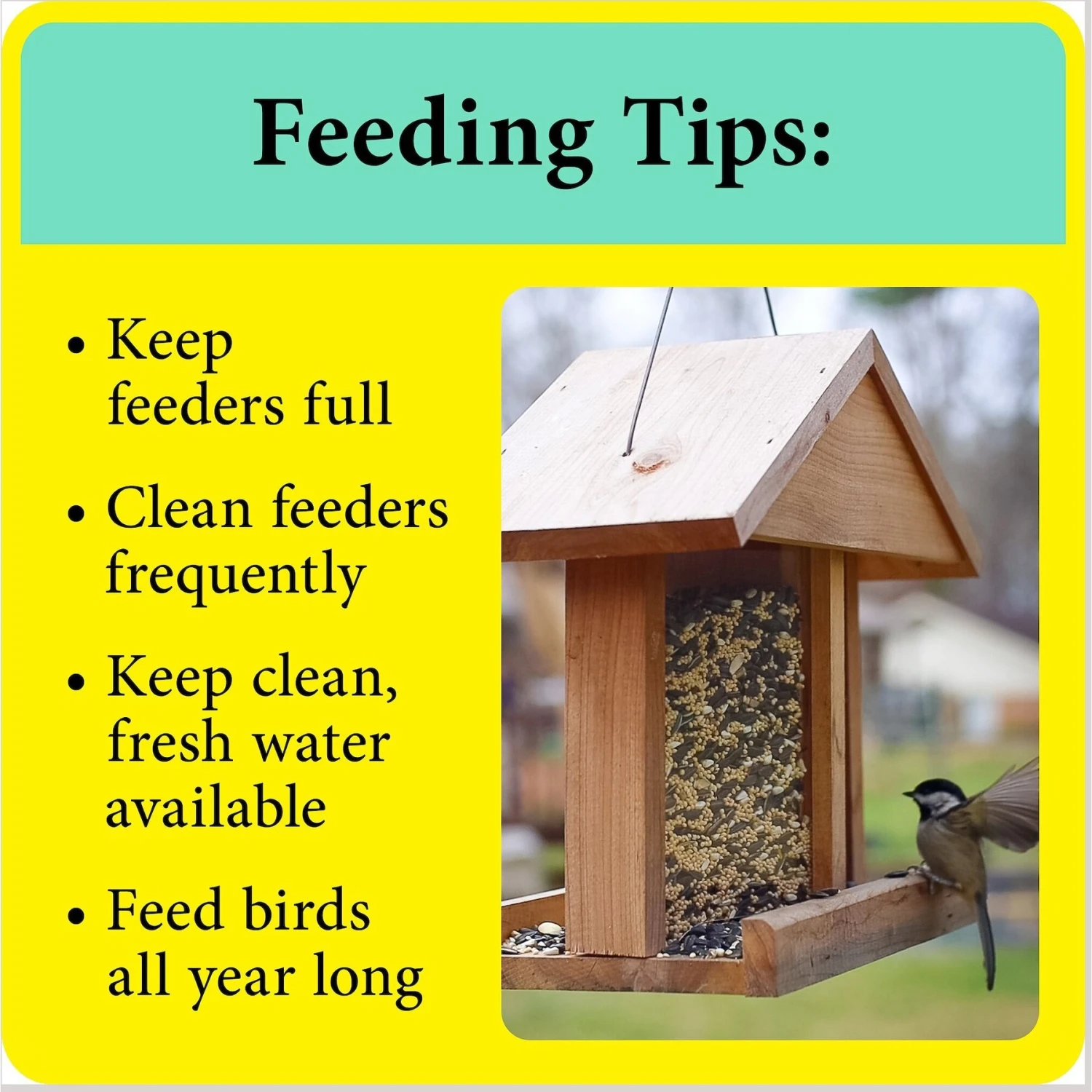 Wild Delight Better Blend Songbird Wild Bird Food 10 Wild Delight Better Blend Songbird Wild Bird Food - Image 8