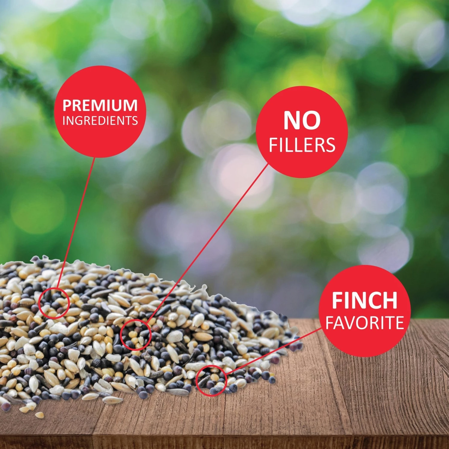 Lyric Finch Small Songbird Wild Bird Food 5 Lyric Finch Small Songbird Wild Bird Food - Image 3