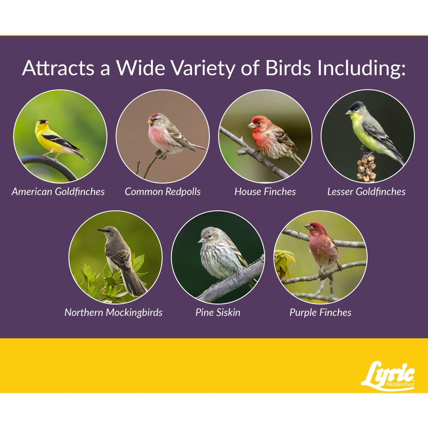 Lyric Finch Small Songbird Wild Bird Food 8 Lyric Finch Small Songbird Wild Bird Food - Image 6