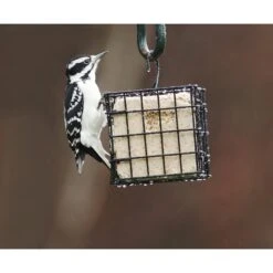 More Birds Single Suet Cage Bird Feeder -Sunny Decor Shop 193621 PT1. AC SS1800 V1566312440