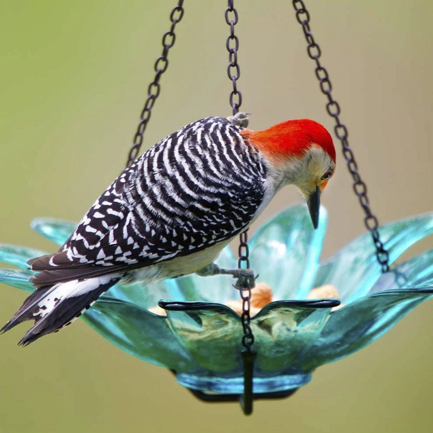 Mosaic Birds Daisy Petite Hanging Bird Feeder, 10.1-oz 5 Mosaic Birds Daisy Petite Hanging Bird Feeder, 10.1-oz - Image 3