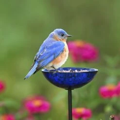 Mosaic Birds Poppy Stake Bird Feeder, 4.7-oz -Sunny Decor Shop 209918 PT7. AC SS1800 V1660257569