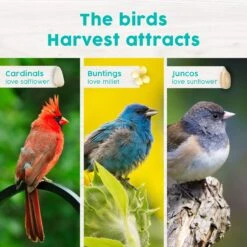 Harvest Seed & Supply Songbird Corn Free Wild Bird Food -Sunny Decor Shop 217686 PT5. AC SS1800 V1683234750