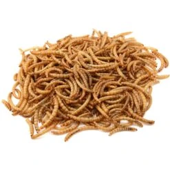 Exotic Nutrition Dried Mealworms 9 Exotic Nutrition Dried Mealworms -Sunny Decor Shop 220412 PT2. AC SS1800 V1600383071