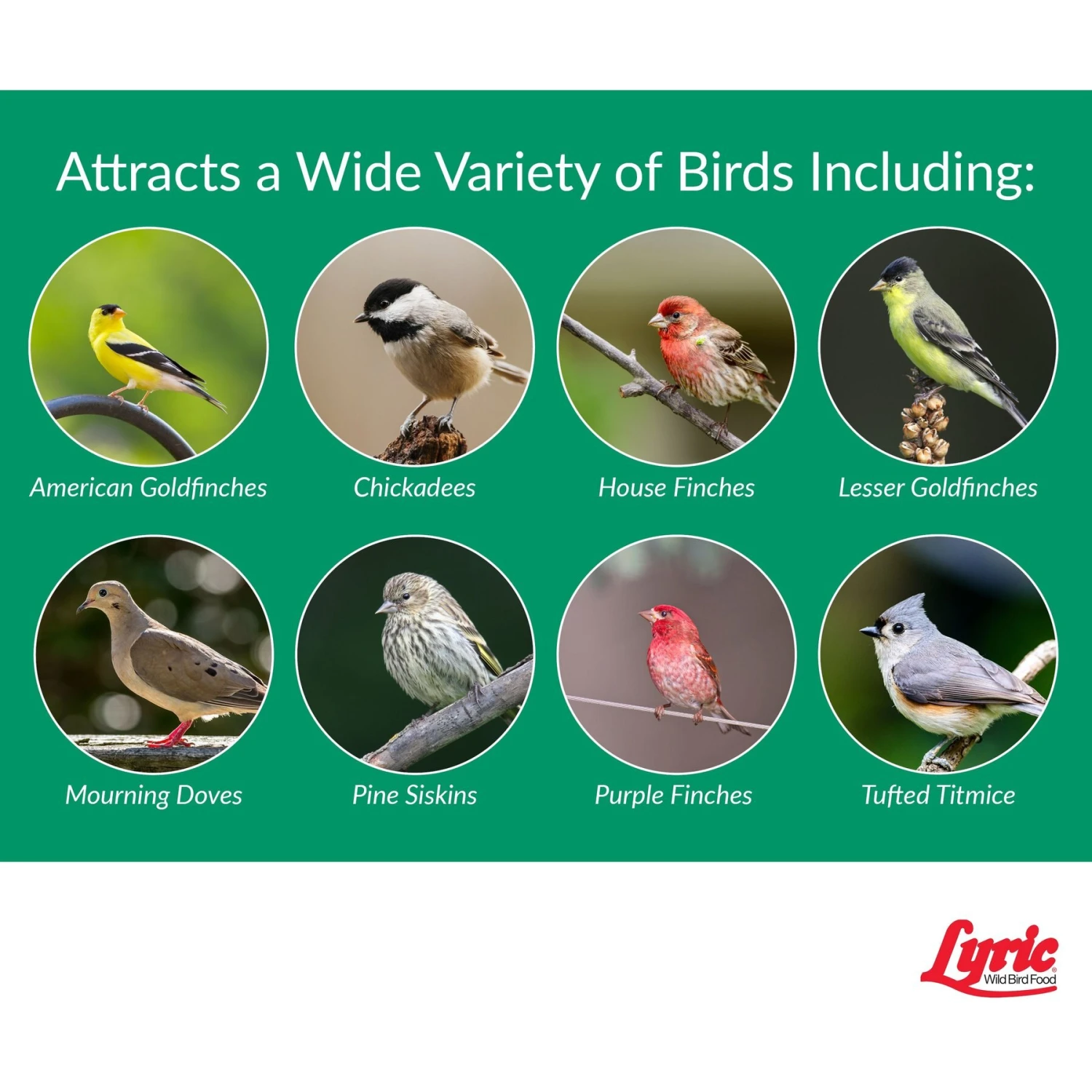 Lyric Nyjer Seed Wild Bird Food, 10-lb Bag 7 Lyric Nyjer Seed Wild Bird Food, 10-lb Bag - Image 5