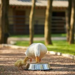 Mazuri Waterfowl Maintenance Duck & Geese Food -Sunny Decor Shop 222250 PT1. AC SS1800 V1619455335