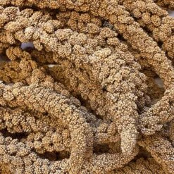 Colorful Companions Millet Sprays Bird Food, 25-lb Box -Sunny Decor Shop 223354 PT2. AC SS1800 V1602718279