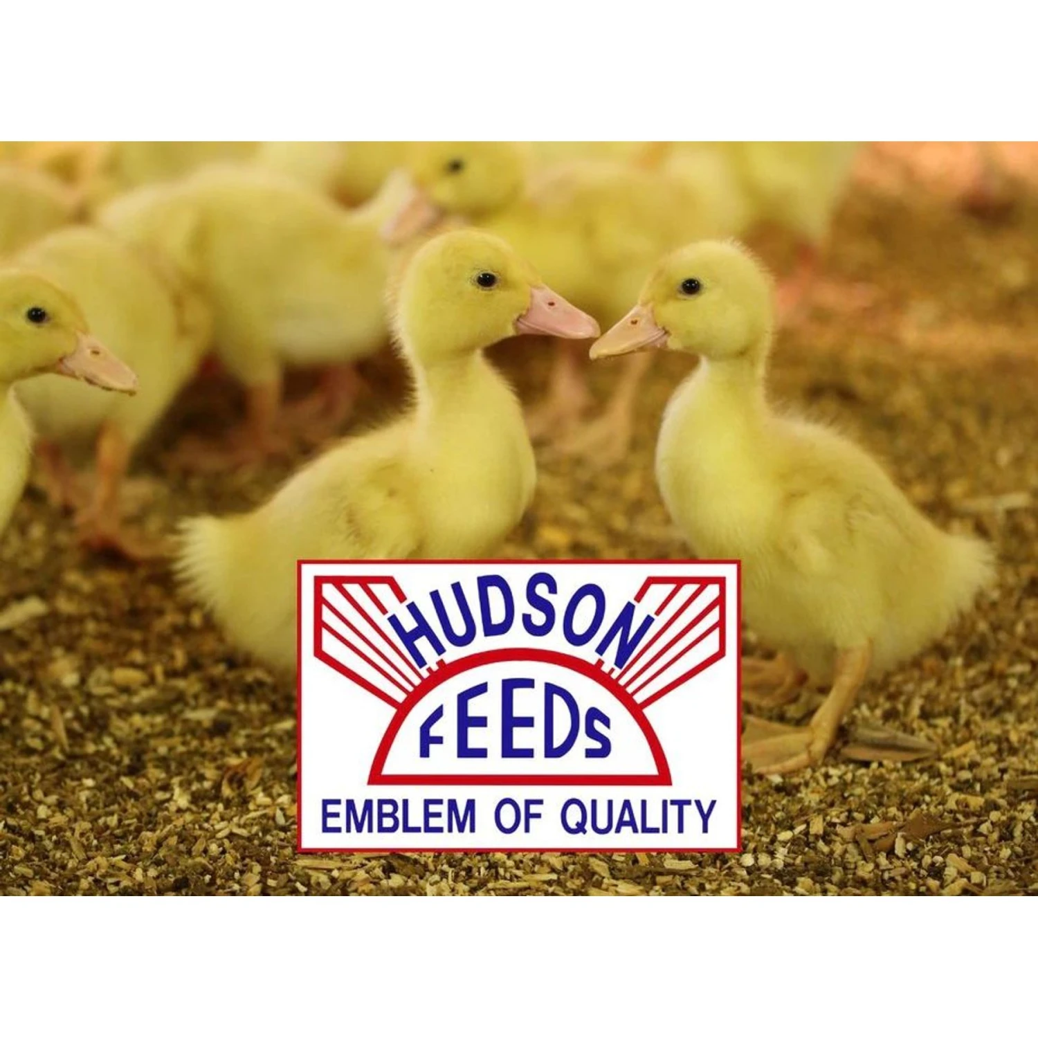 Hudson Feeds Duck Grower & Finisher 16% Complete Plain Food, 50-lb Bag 6 Hudson Feeds Duck Grower & Finisher 16% Complete Plain Food, 50-lb Bag - Image 4