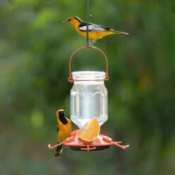 Perky-Pet Top-Fill Glass Oriole Wild Bird Feeder -Sunny Decor Shop 250874 PT1. AC SS1800 V1599272220