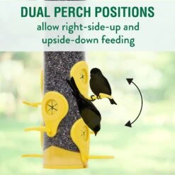 Perky-Pet Finch Wild Bird Feeder -Sunny Decor Shop 250878 PT6. AC SS1800 V1599271008