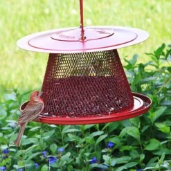 Perky-Pet Cardinal Wild Bird Feeder & Wild Delight Cardinal Wild Bird Food -Sunny Decor Shop 255757 PT2. AC SS1800 V1603546008