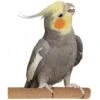 Super Bird Creations Sure-Grip Grooming Perch, Medium -Sunny Decor Shop 256287 MAIN. AC SS1800 V1662670802