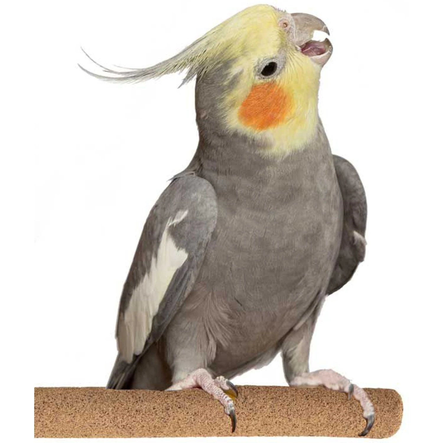 Super Bird Creations Sure-Grip Grooming Perch, Medium 3 Super Bird Creations Sure-Grip Grooming Perch, Medium