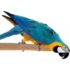 Super Bird Creations Sure-Grip Grooming Perch, X-Large -Sunny Decor Shop 256289 MAIN. AC SS1800 V1662689122