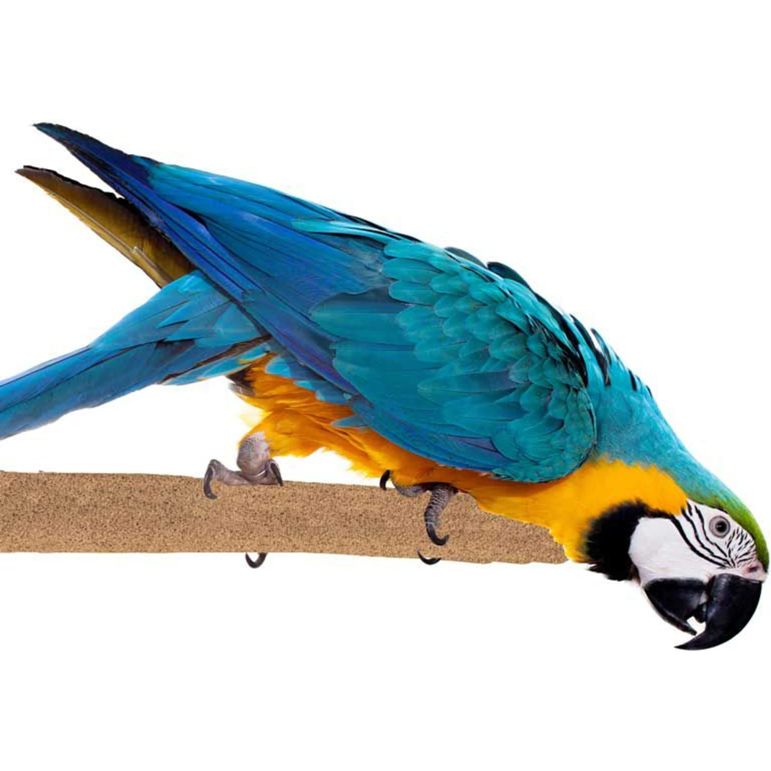 Super Bird Creations Sure-Grip Grooming Perch, X-Large 3 Super Bird Creations Sure-Grip Grooming Perch, X-Large