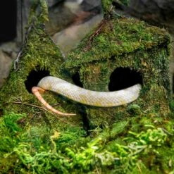 Galapagos Bungalow Deco Birdhouse, Fresh Green -Sunny Decor Shop 257690 PT2. AC SS1800 V1684412696