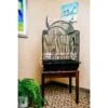 A&E Cage Company 32-in Victorian Open Top Bird Cage, Black, Medium -Sunny Decor Shop 258712 MAIN. AC SS1800 V1605107259