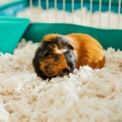 Frisco Small Pet Paper Bedding -Sunny Decor Shop 263926 PT5. AC SS1800 V1625586696