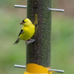 Droll Yankees New Generation Finch Flocker Nyjer Seed Bird Feeder -Sunny Decor Shop 272816 PT7. AC SS1800 V1613172696