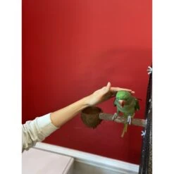 Polly's Pet Products Coconut Cup Bird Perch -Sunny Decor Shop 285403 PT3. AC SS1800 V1618002115