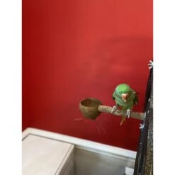 Polly's Pet Products Coconut Cup Bird Perch -Sunny Decor Shop 285403 PT4. AC SS1800 V1618010840