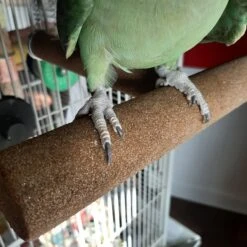 Polly's Pet Products T Perch Bird Perch -Sunny Decor Shop 285412 PT4. AC SS1800 V1669660653