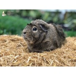 ComfyCritter Small Animal Bedding, 41.9-L -Sunny Decor Shop 299219 PT2. AC SS1800 V1622237882