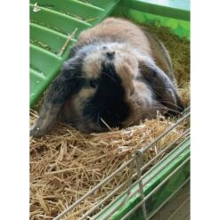 ComfyCritter Small Animal Bedding, 41.9-L -Sunny Decor Shop 299219 PT6. AC SS1800 V1622236851