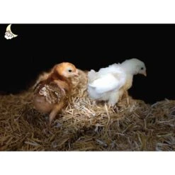 ComfyCritter Small Animal Bedding, 41.9-L -Sunny Decor Shop 299219 PT7. AC SS1800 V1622237988