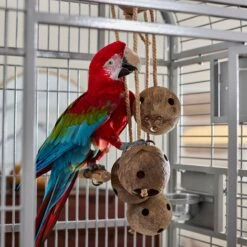 Frisco Holey-Moley Coconut Foraging Bird Toy -Sunny Decor Shop 331757 PT3. AC SS1800 V1660703305