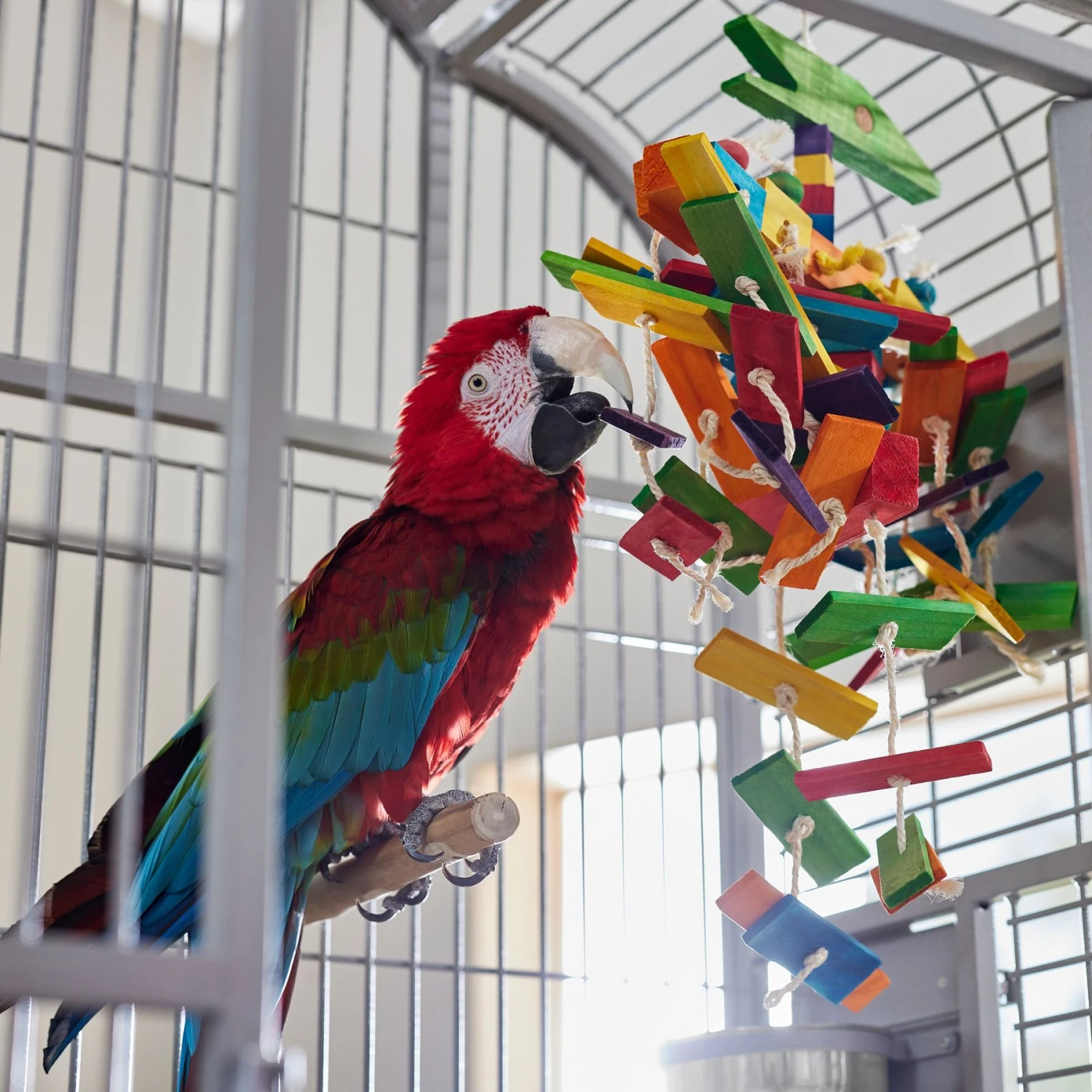 Frisco Pterodactyl Block Bird Chew Toy 5 Frisco Pterodactyl Block Bird Chew Toy - Image 3